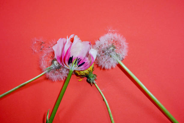 istock Flowers on colorful background, flat lay, copy space, top view, composition, spring flowers Photographed in the studio 1317487424