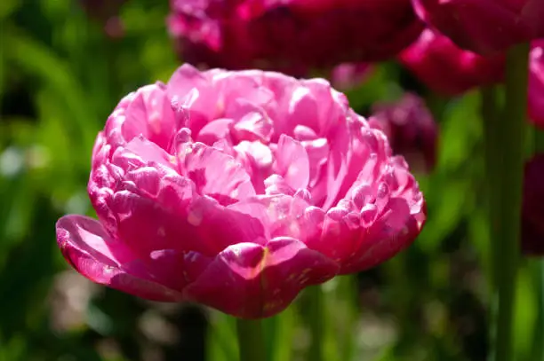 peony flowered Tulip Pink Size, gorgeous rose-pink petals. Spring blooming in Mozirskiji Gaj park Slovenia.