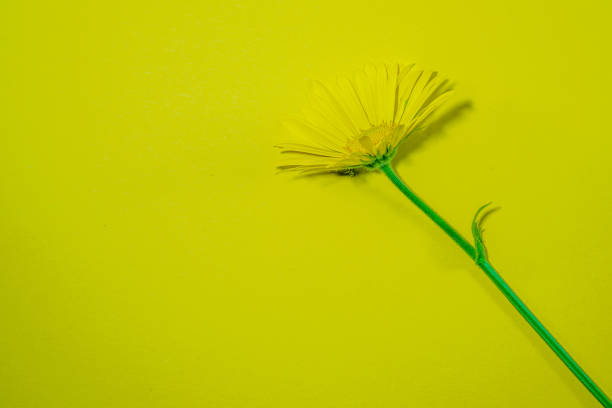 istock Flowers on colorful background, flat lay, copy space, top view, composition, spring flowers Photographed in the studio 1317488688