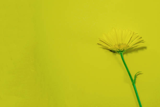 istock Flowers on colorful background, flat lay, copy space, top view, composition, spring flowers Photographed in the studio 1317488786