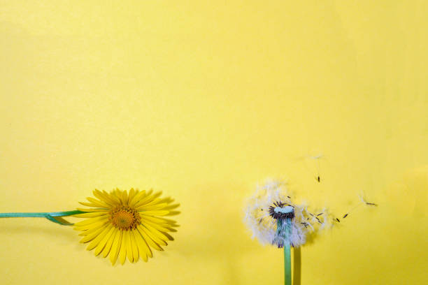 Dandelion blossom on a green meadow