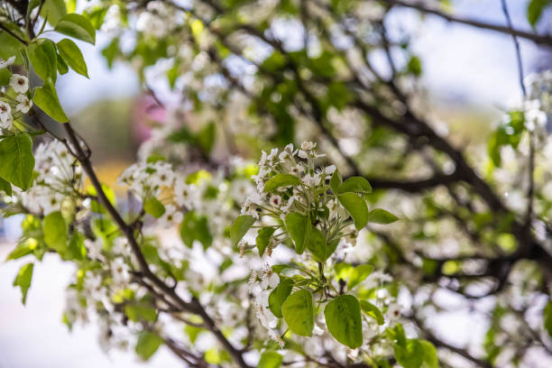 istock flowers and leaves. 1317489717