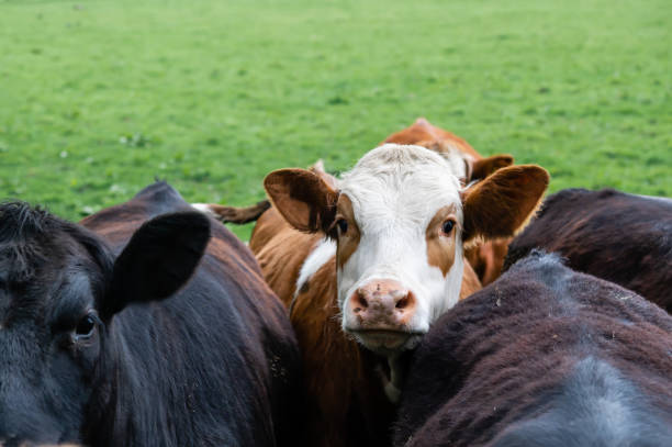 istock Small group of young beef cattle in a field 1317489923