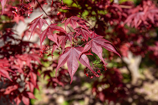 Red maple branches with the characteristic palmate leaves and small seeds with diverging wings. Blurred background with a touch of green and brown.
