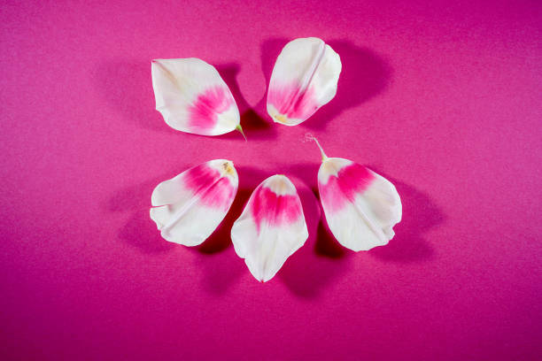 istock Flowers on colorful background, flat lay, copy space, top view, composition, spring flowers Photographed in the studio 1317490237