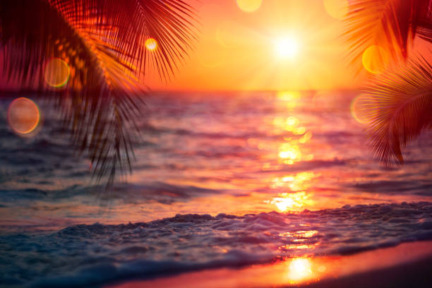 istock Blurred Sunset On Sea With Palm Leaves - Abstract Defocused Summer Vacation Background 1317491202