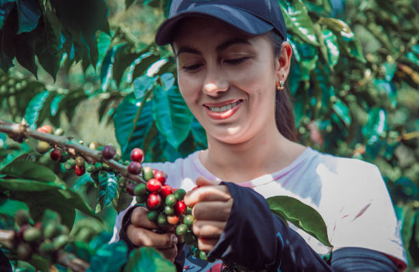 istock Young woman picking coffee from her farm 1317491358