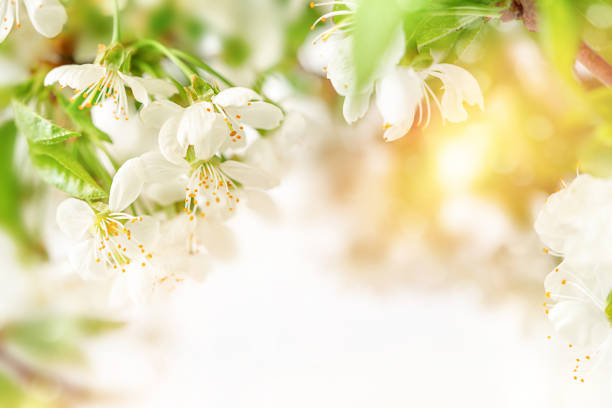 istock Natural background of fruit tree blossom. Copy space 1317491359