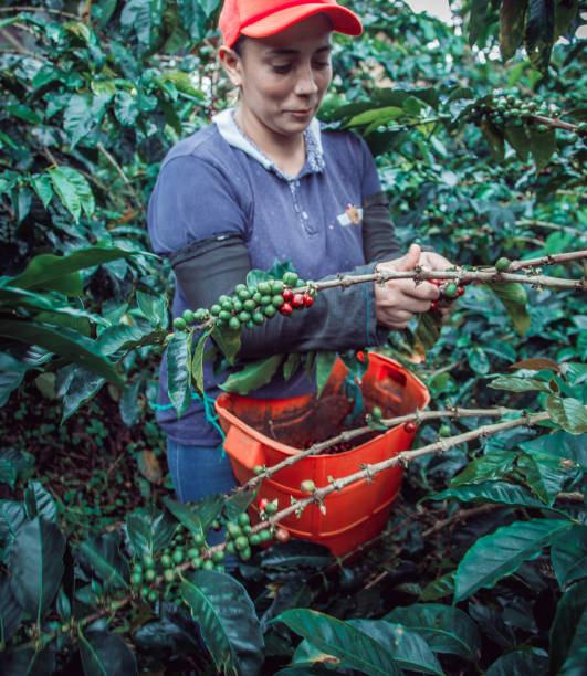 istock Farm woman picking coffee 1317491491