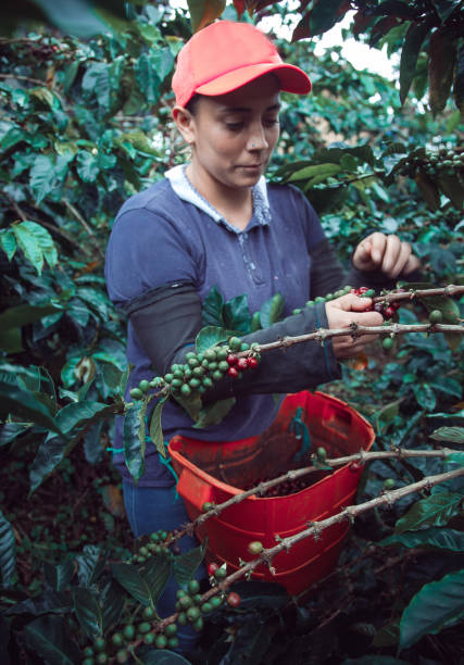 istock Farm woman picking coffee 1317492326