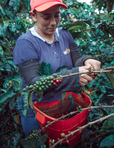 istock Farm woman picking coffee 1317492336