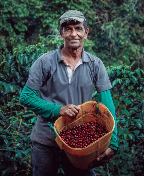 Adult man picking coffee from his farm in Colombia