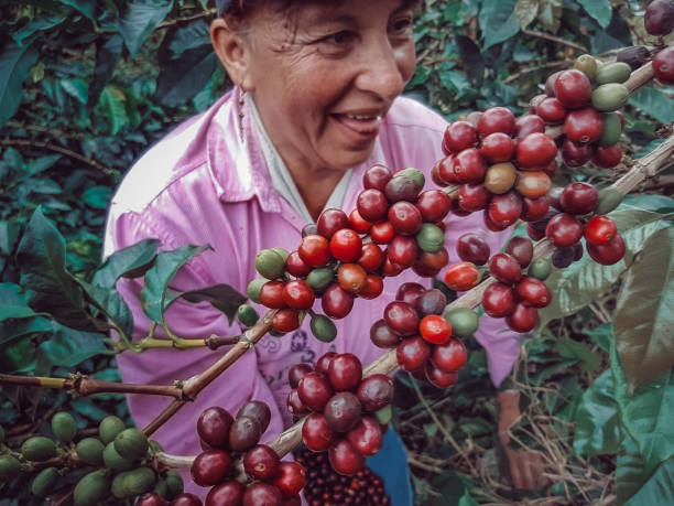 istock Young woman picking coffee from her farm 1317493007