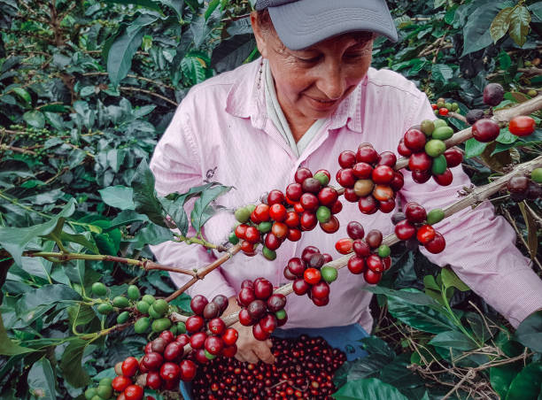istock Young woman picking coffee from her farm 1317493035