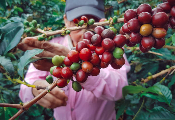 istock Young woman picking coffee from her farm 1317493047