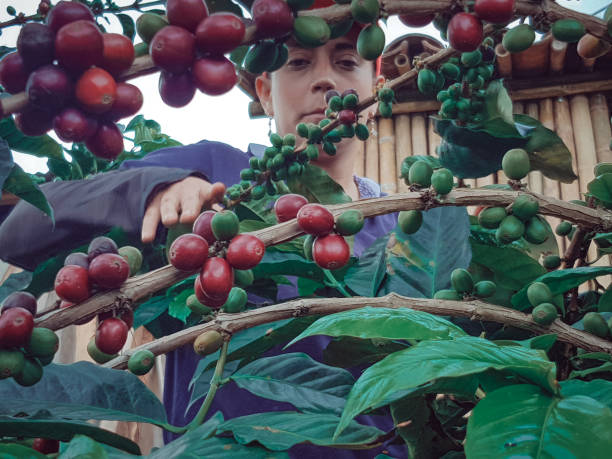 istock Farm woman picking coffee 1317493554