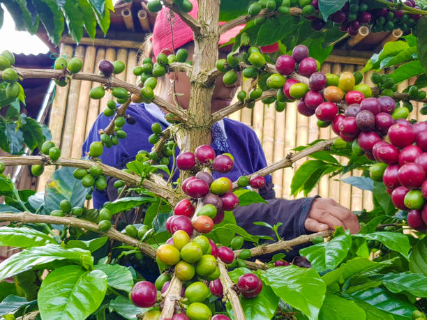 istock Farm woman picking coffee 1317493634