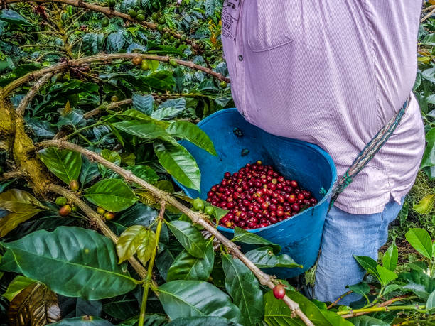 istock Young woman picking coffee from her farm 1317493645