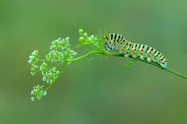 butterfly caterpillar Papilio machaon on a forest plant on a summer day butterfly caterpillar Papilio machaon on a forest plant on a summer day larva photos stock pictures, royalty-free photos & images