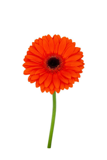 istock Orange gerbera flower with stem isolated on white background. Close-up. One gerbera flower. 1317493810