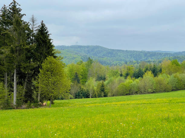istock Lush green meadow and forest in spring 1317493856