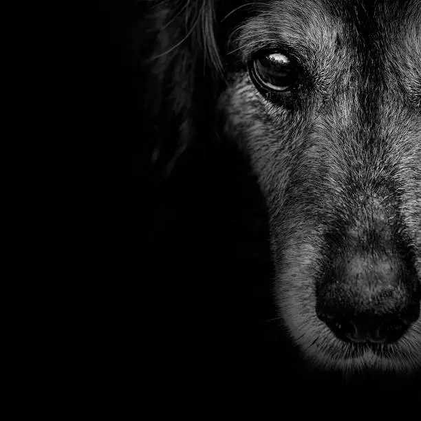 Photo of dark muzzle spaniel dog closeup. front view