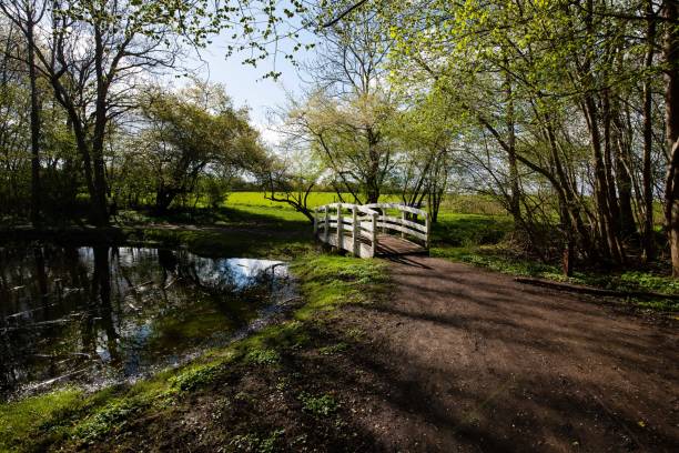 istock Forest With Blooming Anemone Flowers And Small Bridge 1317495447