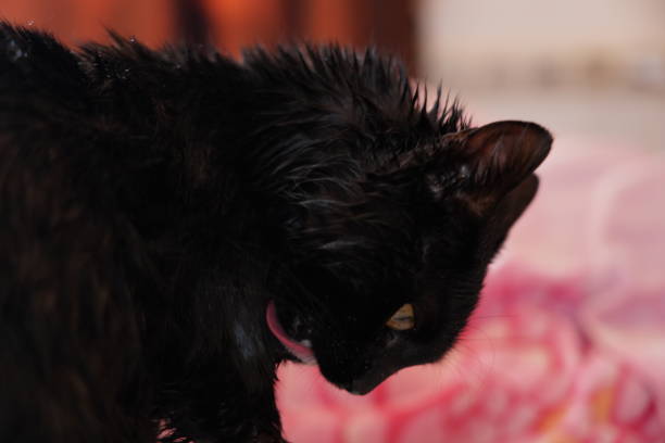 Wet cat portrait