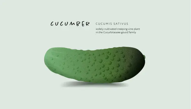 Vector illustration of Cucumber