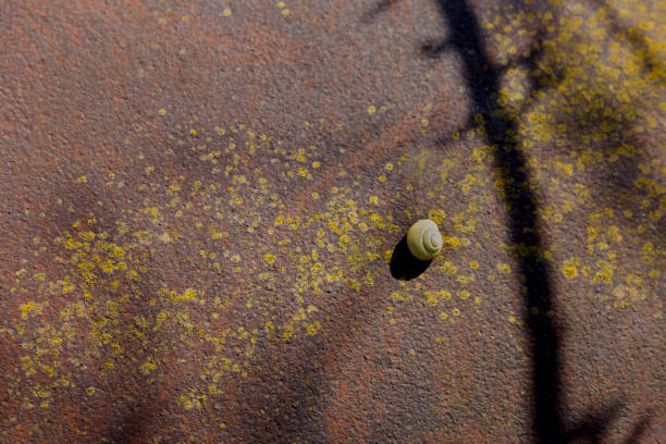 lone snail climbing on rusty metal.