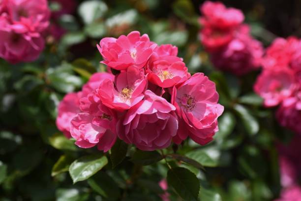 istock Early summer roses in full bloom. 1317498326