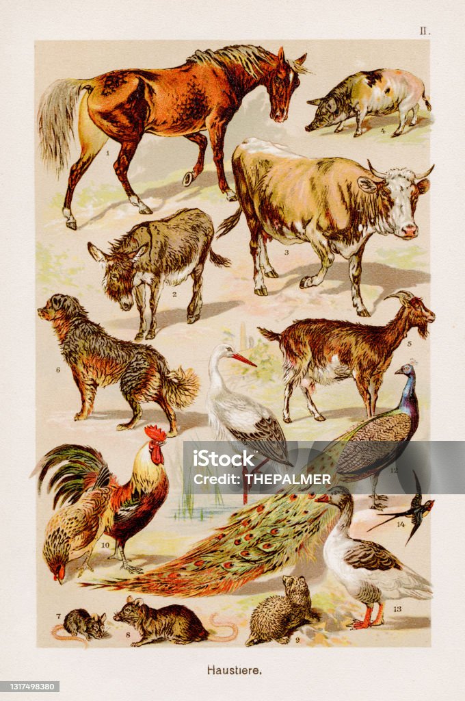 Domestic Animals Chromolithography 1899 Stock Illustration - Download Image Now - Old-fashioned, Engraved Image, Engraving - iStock Domestic Animals Chromolithography 1899 Stock Illustration - Download Image Now - Old-fashioned, Engraved Image, Engraving - iStock