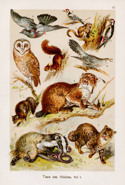 Freshwater Animals Chromolithography 1899 F. Martin's Natural History. Large edition. Revised by M. Kohler, 1899 common snipe stock illustrations