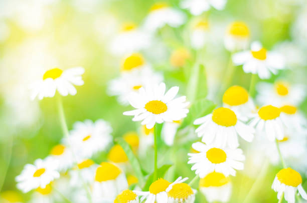 istock Highly blurred abstract background with field blooming daisies, horizontal photo. Floral minimalist background with low depth of field 1317499368