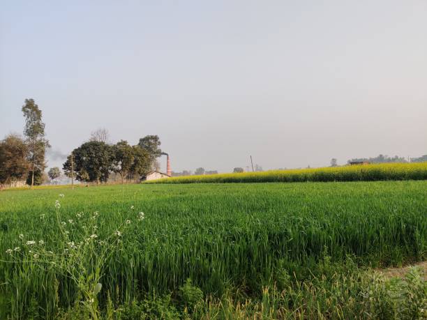 istock Indian Style Wheat Farming 1317499406