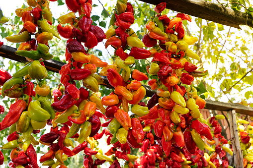 Drying red and green peppers hanging on rope. Stock Photo.