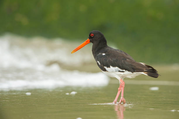 istock Eurasian Oystercatcher on the beach 1317500332