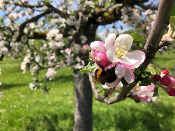 apple blossom with a bee - arrangement flower head flower blossom imagens e fotografias de stock