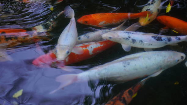 istock Multicolored big fish swim in the outdoor pool 1317501424