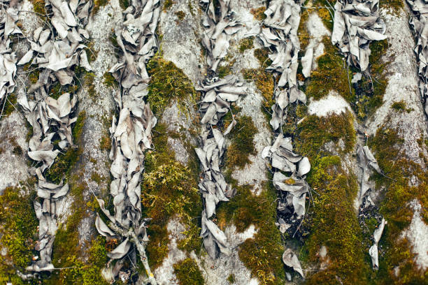 moss-covered roof tiles in spring close up