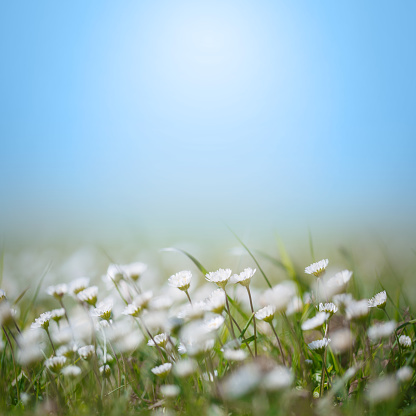 Closeup view of the blooming flowers in natural park. Panoramic background.