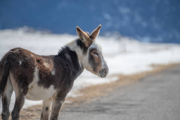 istock Wild burro (donkey) wondering around in Colorado 1317503111