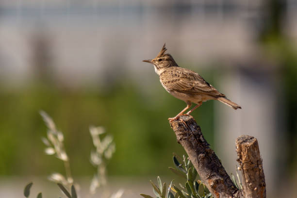 Crested lark bird resting on a tree branch Crested lark bird resting on a tree branch in Turkey galerida cristata stock pictures, royalty-free photos & images