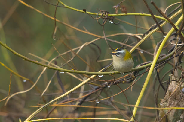 Common Firecrest on a twig Common Firecrest (Regulus ignicapilla) perched on a twig of Willow regulidae stock pictures, royalty-free photos & images