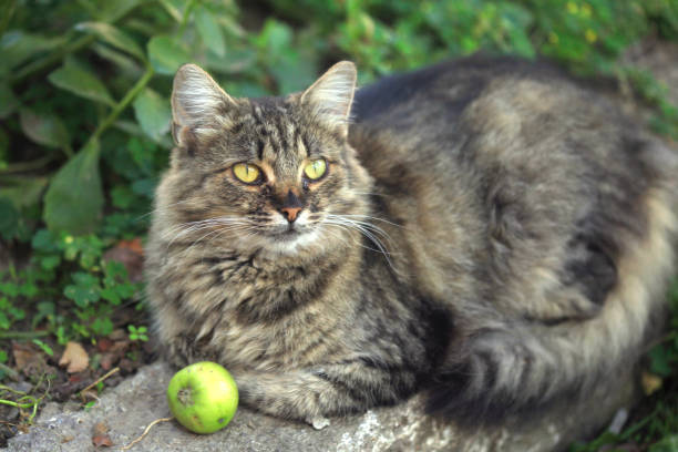 istock Portrait of wild fluffy cat 1317505127