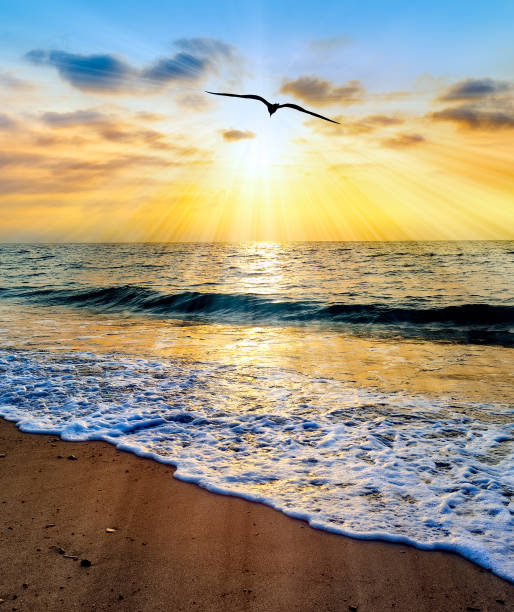 sunset inspirational bird vertical - ethereal foto e immagini stock