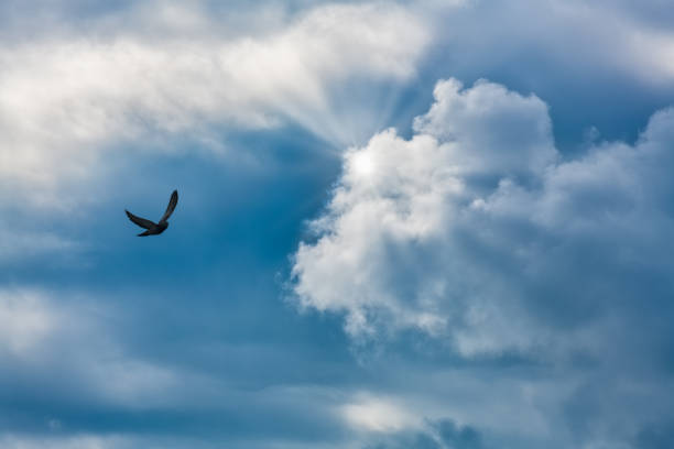istock Inspirational Faith Bird Rays Light 1317505287