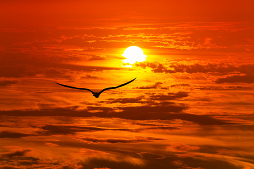A Single Bird Is Flying Into The Vibrant Orange Ocean Sunset