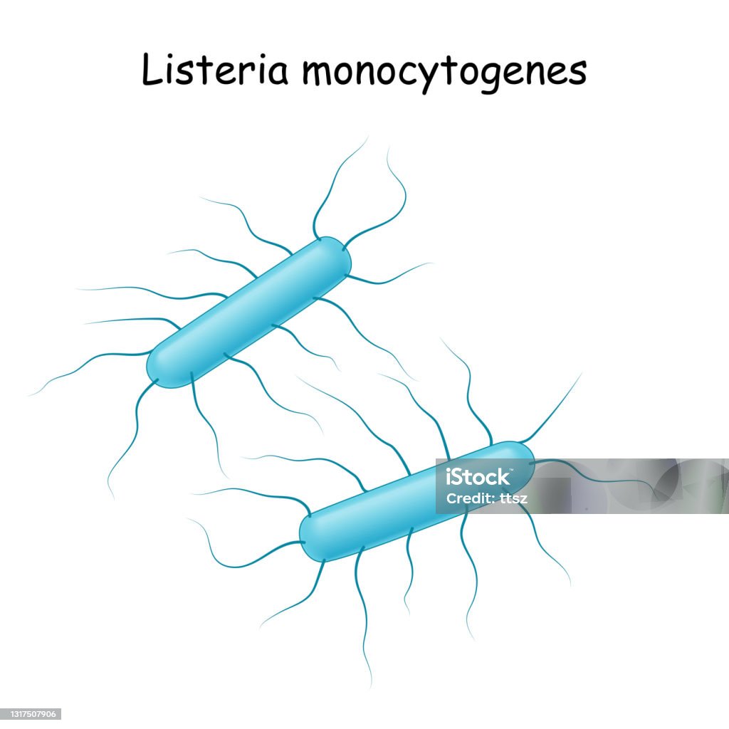 Listeria monocitogene - arte vettoriale royalty-free di Listeria monocytogenes