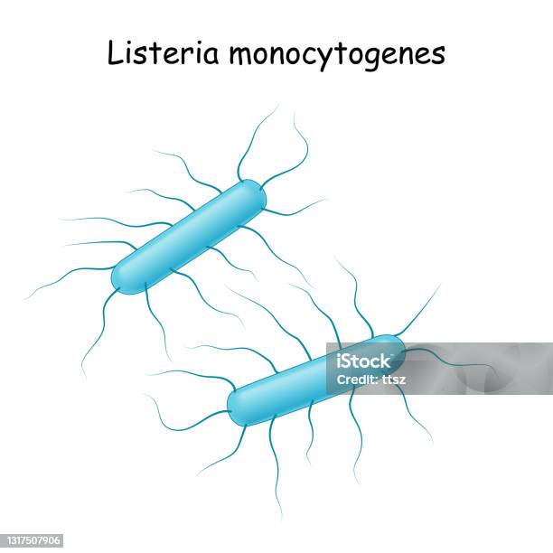 Listeria Monocitogene - Immagini vettoriali stock e altre immagini di Listeria monocytogenes - Listeria monocytogenes, Listeriosi, A bastoncino